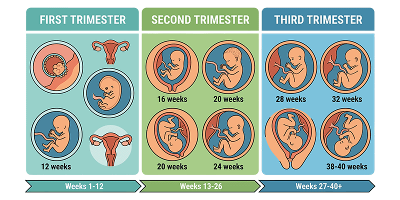 Science is Clear That Human Life Begins at Conception