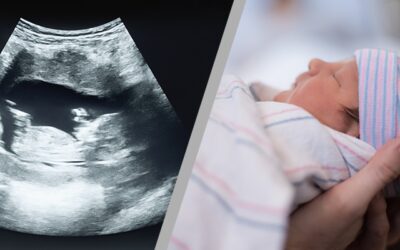 From First Cell to First Cry: The Story of Life in the Womb