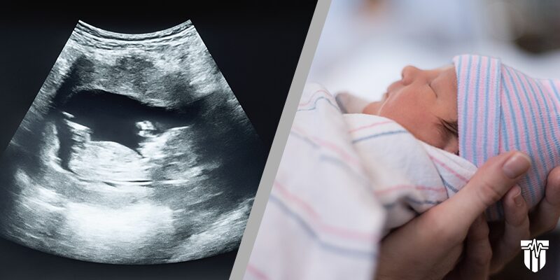 From First Cell to First Cry: The Story of Life in the Womb